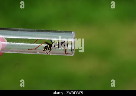 Coleottero WASP (Clytus arietis) in un tubo di plastica Foto Stock