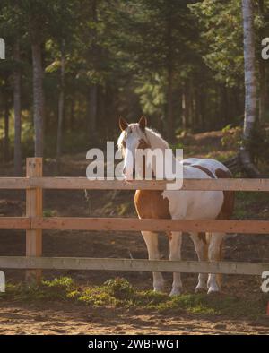 Sbozza croce cavallo marrone e bianco colore pinto in piedi davanti a una recinzione di legno immagine verticale equino recinzione in legno luce naturale per tipo di spazio Foto Stock