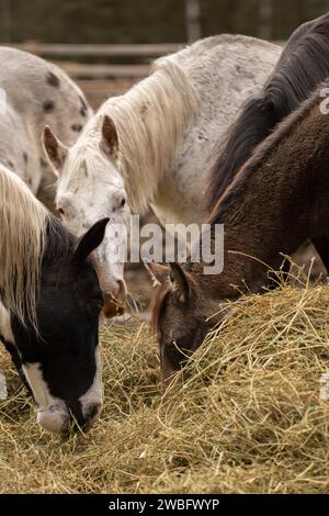 Gruppo di cavalli che mangiano fieno insieme una pelle di saraceno, una grigia e una vernice intorno a un grande mucchio di fieno all'esterno in paddock o in campo alimentazione equina verticale Foto Stock