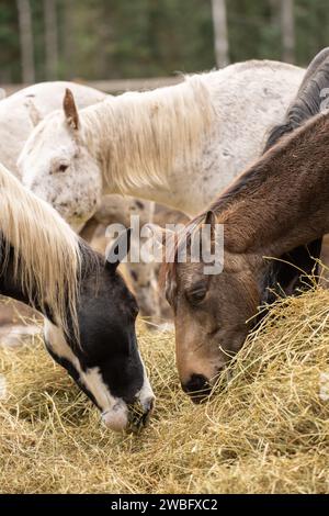 Gruppo di cavalli che mangiano fieno insieme una pelle di saraceno, una grigia e una vernice intorno a un grande mucchio di fieno all'esterno in paddock o in campo alimentazione equina verticale Foto Stock