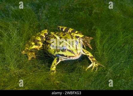Rana d'acqua comune (Pelophylax esculentus, Rana esculenta) seduta in mezzo a una densa erba marina nell'acqua Foto Stock
