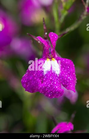 Foto macro di un fiore di lobelia rosa (lobelia erinus) ricoperto di goccioline di rugiada Foto Stock