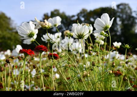 cesti decorativi bianchi salgono nel cielo Foto Stock