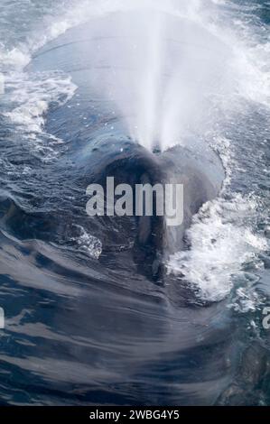 Humpback Whale, Stellwagen Bank National Marine Sanctuary, Massachusetts Foto Stock