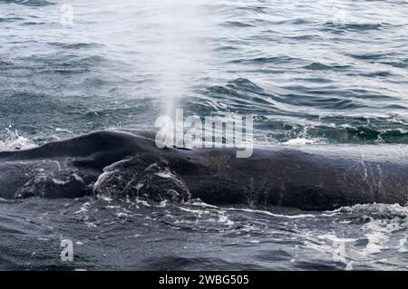 Humpback Whale, Banca Stellwagon National Marine Sanctuary, Massachusetts Foto Stock