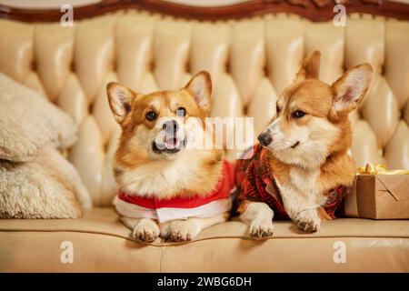 Due graziosi corgi gallesi rossi e bianchi con abiti di Capodanno seduti su un divano con scatole regalo Foto Stock