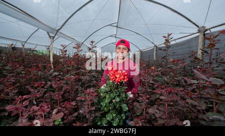 Chambitola, Cayambe / Ecuador - 1 novembre 2023: Lavoratore sorridente che porta un bouquet di rose rosse all'interno di una serra di plastica Foto Stock