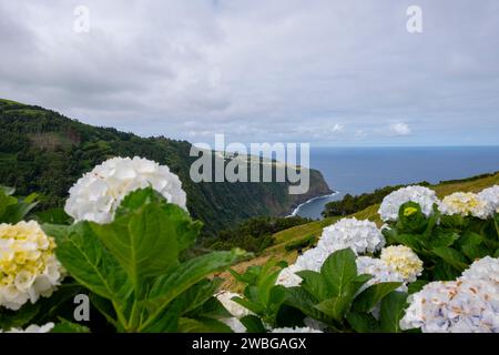 Splendida vista panoramica con fiori di ortensia bianchi sull'isola di Sao Miguel nelle Azzorre Foto Stock