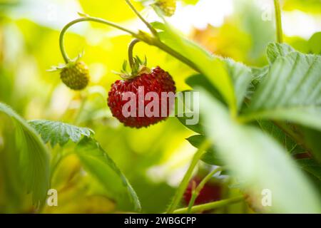 Fragole selvatiche fresche (Fragaria vesca) in giardino Foto Stock