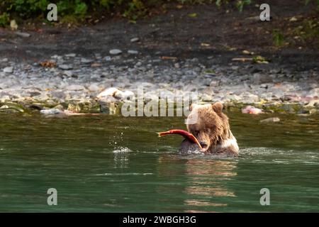 Cucciolo di orso grizzly, Ursus arctos horribilis, cattura e mangia il pesce nel fiume Foto Stock
