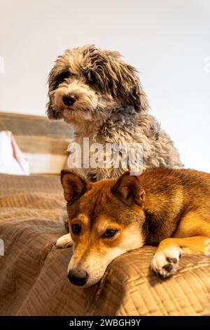 Shiba Inu e Toy Aussie Poodle Foto Stock