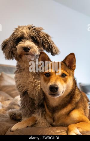 Shiba Inu e Toy Aussie Poodle Foto Stock