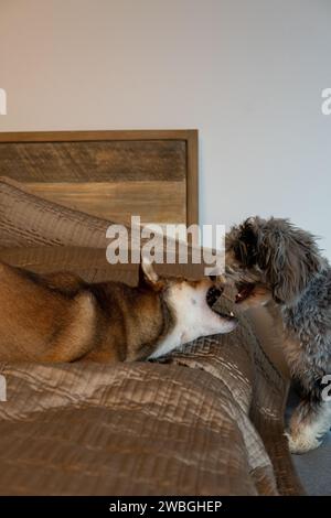 Shiba Inu e Toy Aussie Poodle Foto Stock