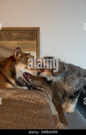 Shiba Inu e Toy Aussie Poodle Foto Stock