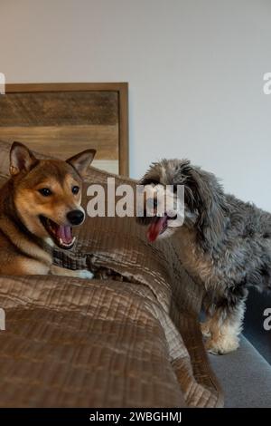 Shiba Inu e Toy Aussie Poodle Foto Stock