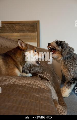 Shiba Inu e Toy Aussie Poodle Foto Stock