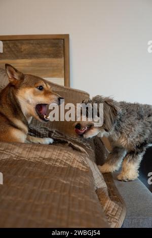 Shiba Inu e Toy Aussie Poodle Foto Stock