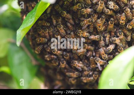 Alveare della colonia di api da miele selvatico su rami di alberi specie caraibiche Foto Stock