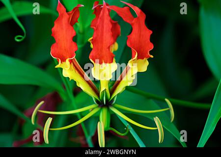 Bellissime immagini naturali espresse di bellissimi fiori rossi e gialli, per amore dell'arte. Foto Stock