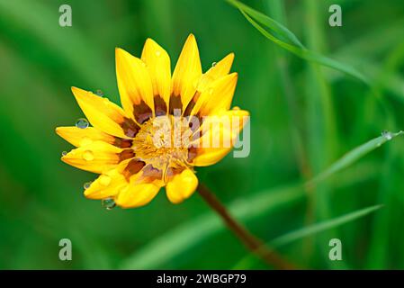 Bellissime immagini naturali espresse di bellissimi fiori di margherita gialli sotto la pioggia, per amore d'arte. Foto Stock