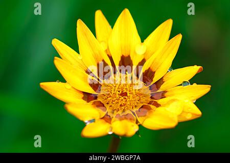 Bellissime immagini naturali espresse di bellissimi fiori di margherita gialli sotto la pioggia, per amore d'arte. Foto Stock