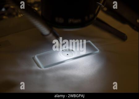 Un campione dell'asteroide Bennu è stato preparato su un vetrino per microscopio, venerdì 3 novembre 2023, presso lo Smithsonian's National Museum of Natural History di Washington. Il campione è stato raccolto dall'asteroide Bennu vicino alla Terra ricco di carbonio nell'ottobre 2020 dalla sonda spaziale OSIRIS-Rex della NASA. Credito fotografico: (NASA/Keegan Barber) Foto Stock