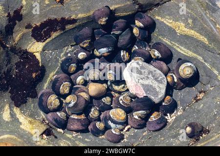 Conchiglie di granchio eremita nella tidepool, Point Lobos State Reserve, Monterey, California. Foto Stock