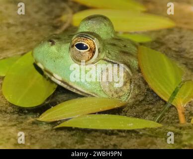 American Bullfrog nascosto in uno stagno. Gerland Ranch Regional Park, Monterey County, California, USA. Foto Stock