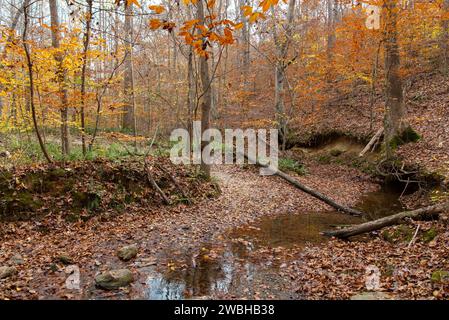 Un piccolo ruscello che attraversa una foresta mista decidua a Milton, Georgia del Nord, Stati Uniti. Foto Stock
