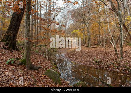 Un piccolo torrente poco profondo attraversa una foresta decidua mista nel tardo autunno; Roswell, North Georgia, Stati Uniti. Foto Stock