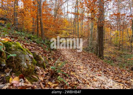 Serpeggiante sentiero boschivo attraverso colorate foreste decidue miste nel tardo autunno; Roswell, North Georgia, Stati Uniti Foto Stock