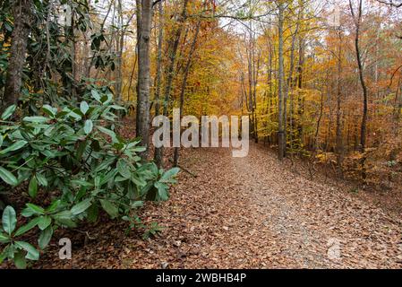 Sentiero boschivo attraverso foreste variopinte e decidue nel tardo autunno; Milton, North Georgia, Stati Uniti Foto Stock