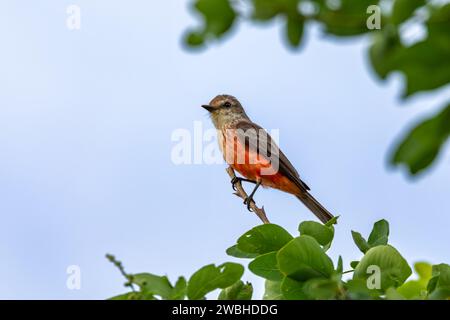 Vermilion flycatcher (Pyrocephalus obscurus) femmina, piccolo uccello passerino della famiglia tiranno flycatcher. Barichara, dipartimento di Santander. Fauna selvatica a Foto Stock