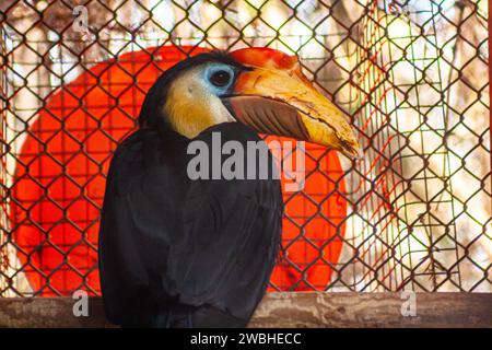 Fiocchi rugosi, Rhabdotorrhinus corrugatus Foto Stock