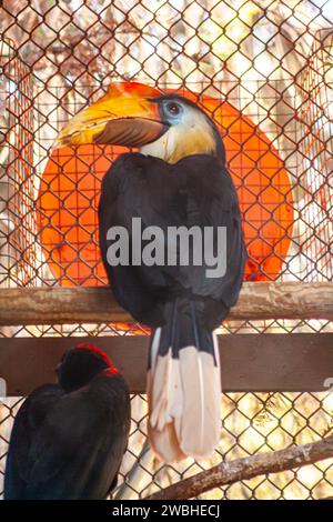 Fiocchi rugosi, Rhabdotorrhinus corrugatus Foto Stock