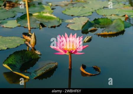 Fiore rosa Giglio d'acqua Plantae, Loto Sacro, fagiolo d'India, fiore in stagno grandi fiori boccioli ovali estremità affusolata rosa centro dei petali gonfiati Foto Stock