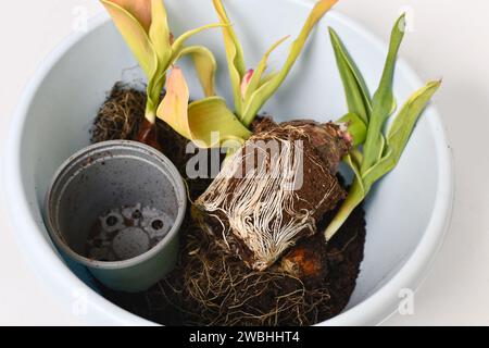 Palla di radice legata al rootbound con terreno di piante di tulipani in secchio Foto Stock