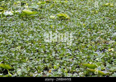 Lago Tohopekaliga vicino a Kissimmee in Florida, Stati Uniti Foto Stock