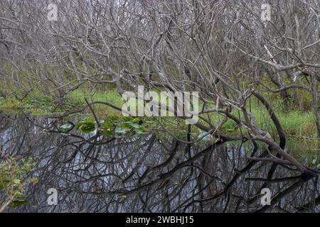 Lago Tohopekaliga vicino a Kissimmee in Florida, Stati Uniti Foto Stock