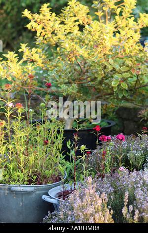 Vasche da bagno galvanizzate d'epoca utilizzate come contenitori di piante, riempite di fiori di dianthus, circondate da fioriere su un patio Foto Stock