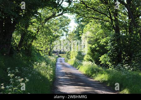 Tranquilla strada di campagna circondata da vergini di fiori selvatici e alberi a strapiombo, immersa nella luce del sole Foto Stock