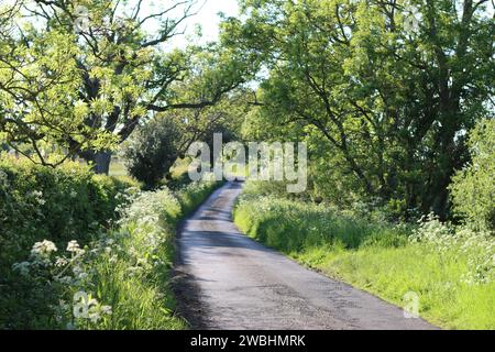 Tranquilla strada di campagna circondata da vergini di fiori selvatici e alberi a strapiombo, immersa nella luce del sole Foto Stock