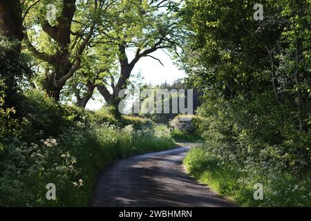 Tranquilla strada di campagna circondata da vergini di fiori selvatici e alberi a strapiombo, immersa nella luce del sole Foto Stock