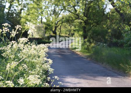 Tranquilla strada di campagna circondata da vergini di fiori selvatici e alberi a strapiombo, immersa nella luce del sole Foto Stock