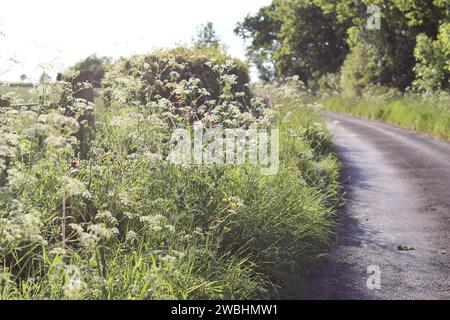 Tranquilla strada di campagna circondata da vergini di fiori selvatici e alberi a strapiombo, immersa nella luce del sole Foto Stock