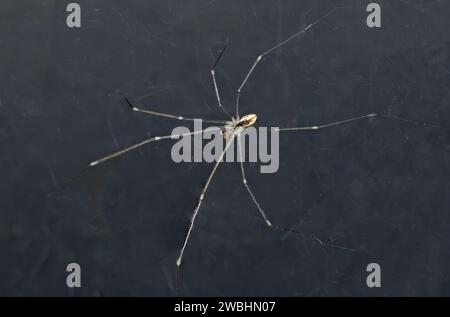 Pholcus phalangioides, Daddy Long Legs Spider, Cellar Spiders studio shot, isolato su sfondo nero Foto Stock