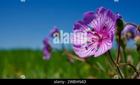 Geranium tuberosum, cammello, camomilla. Cammello Buckbill, tuberoso cranebill. Fiore primaverile perenne che fiorisce nei campi e nelle rocce. Fiore selvatico Foto Stock