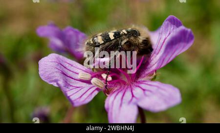 Geranium tuberosum, cammello, camomilla. Cammello Buckbill, tuberoso cranebill. Fiore primaverile perenne che fiorisce nei campi e nelle rocce. Fiore selvatico Foto Stock