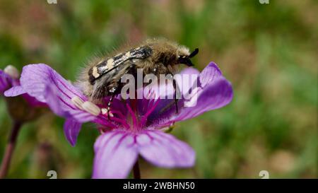 Geranium tuberosum, cammello, camomilla. Cammello Buckbill, tuberoso cranebill. Fiore primaverile perenne che fiorisce nei campi e nelle rocce. Fiore selvatico Foto Stock