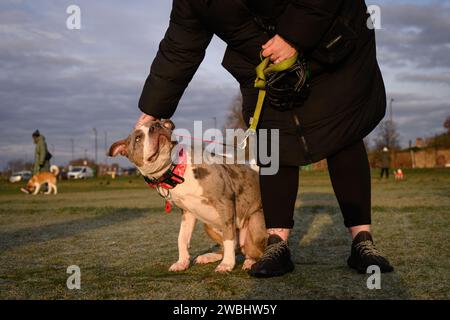 26 novembre 2023: Il governo britannico prende provvedimenti per vietare la razza dei bulli XL dopo una serie di attacchi mortali. Le nuove restrizioni che c0me entreranno in vigore il 31 gennaio rendono obbligatorio per tutti i cani bullo XL essere tenuti in piombo e confusi quando sono in pubblico. È inoltre illegale allevare, vendere, pubblicizzare, regalare, scambiare, abbandonare o lasciare che i cani bullo XL si allontanino da questa data. La fotografia mostra i Bully Dog X L in una lezione di obbedienza a Blackheath Common, Londra, Regno Unito. Credito: Justin Griffiths-Williams/Alamy Live News Foto Stock